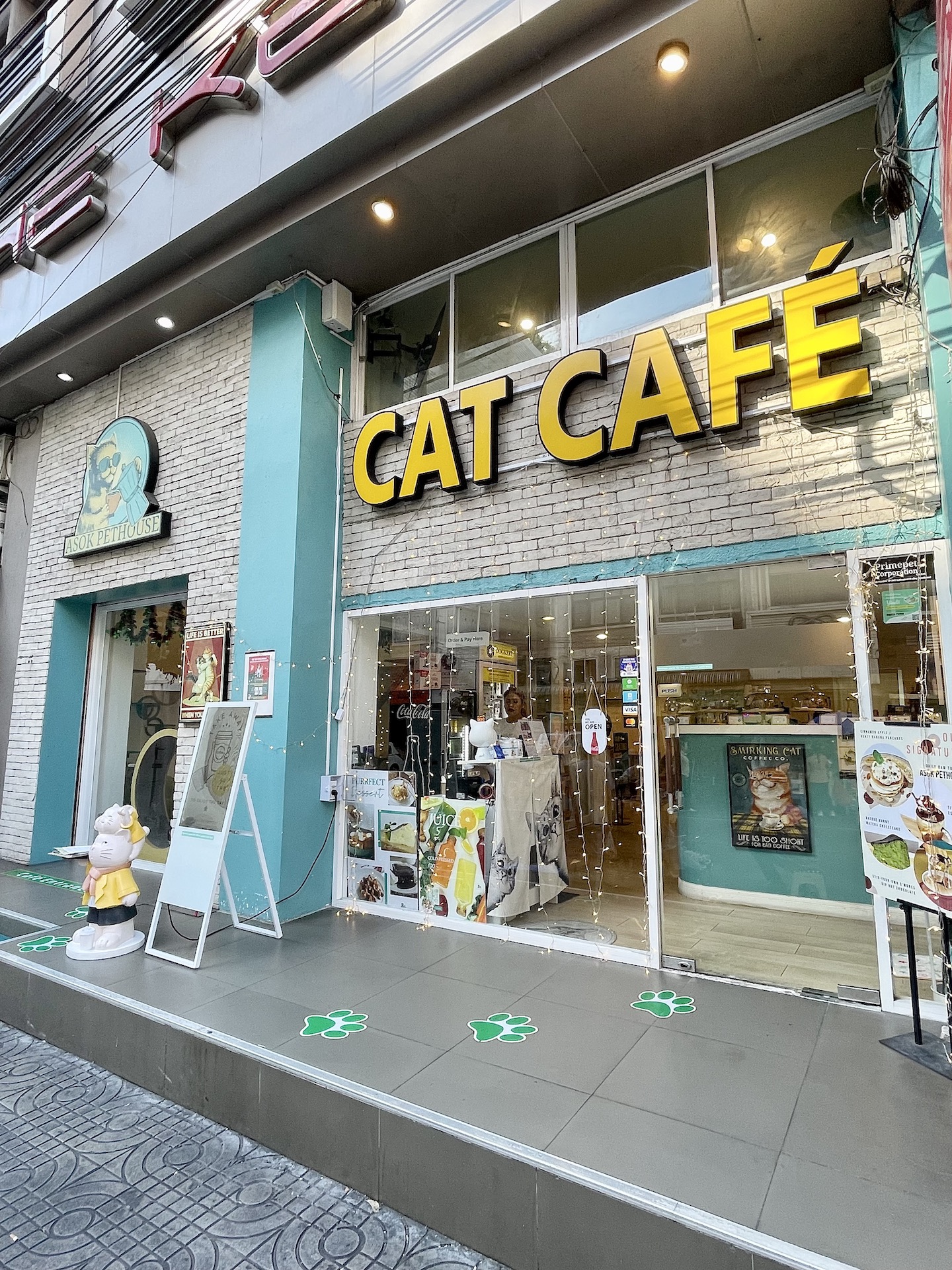 Asok Pethouse - Adoptable Cat Café  Buffet