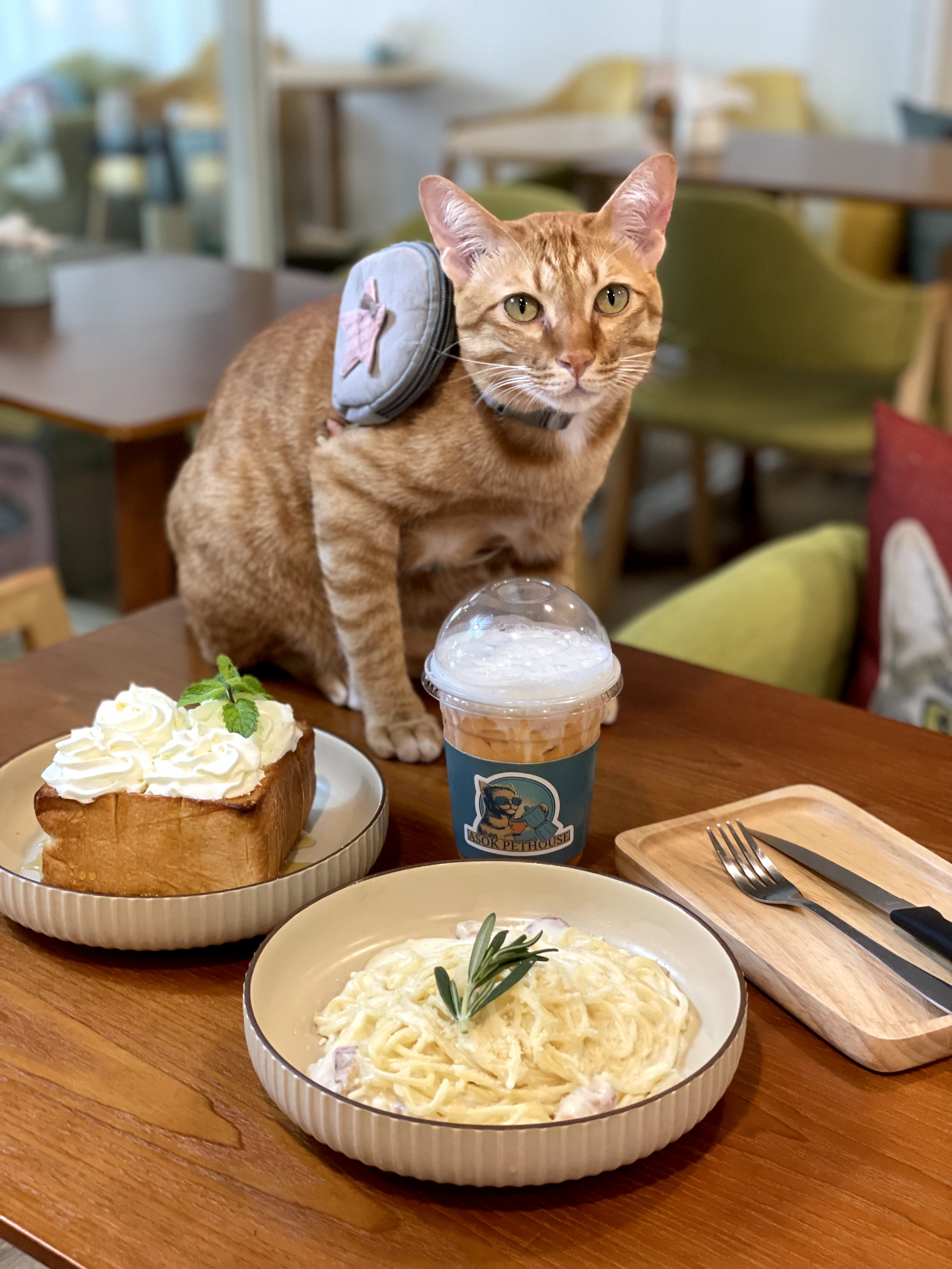 Asok Pethouse - Adoptable Cat Café  Buffet